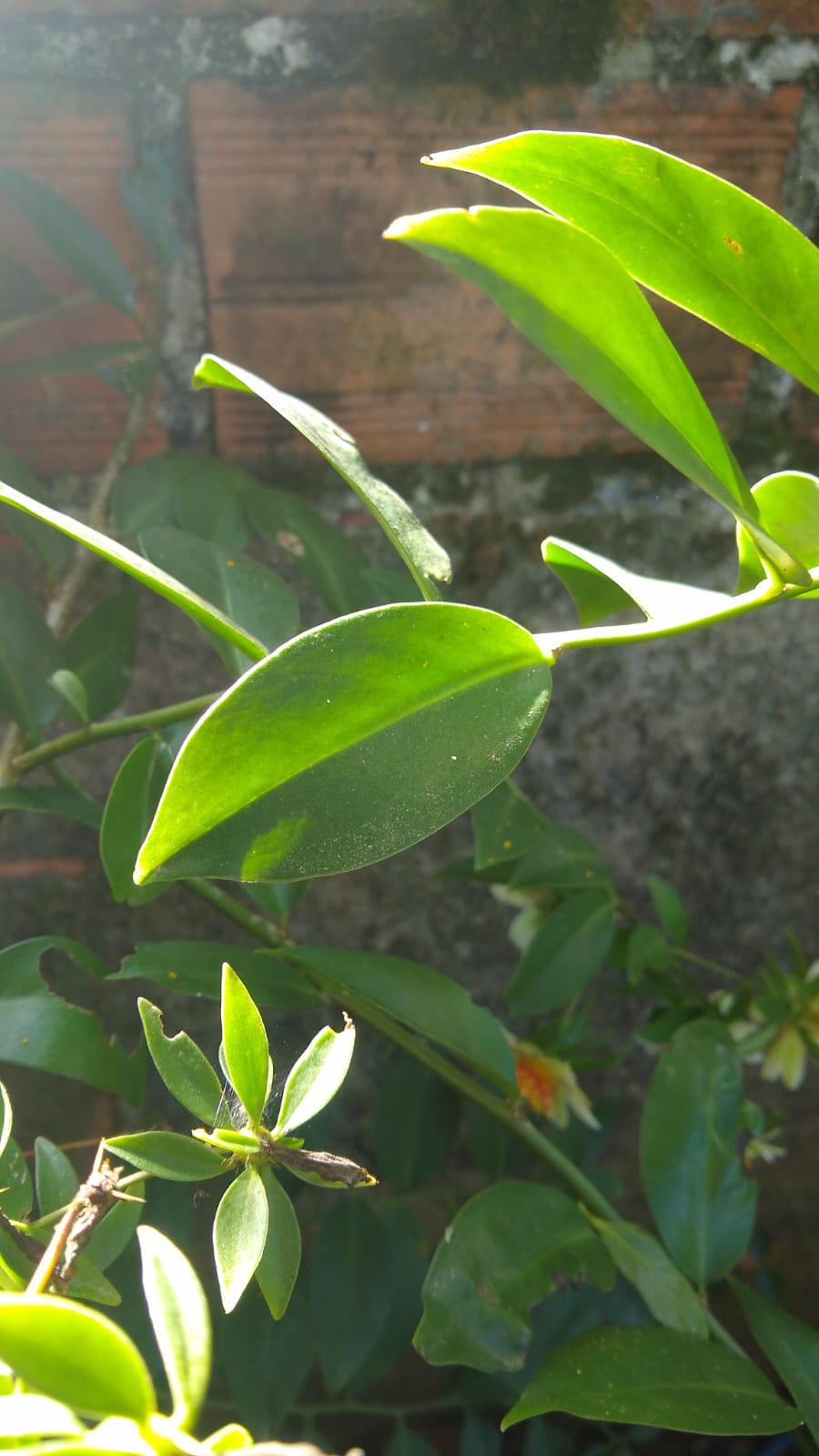 Xarope de tosse de abeto caseiro feito de abetos jovens verdes em fundo de  madeira no jardim